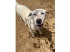Adopt Bennett a Great Pyrenees / Mixed Breed (Medium) / Mixed dog in