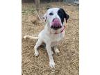 Adopt Emmet a Great Pyrenees / Mixed Breed (Medium) / Mixed dog in Fayetteville