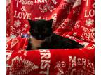 Adopt Quinn a Domestic Mediumhair / Mixed (medium coat) cat in Crocker
