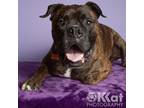 Adopt Dirk a Brindle Boxer / Mixed dog in Tulsa, OK (34152321)