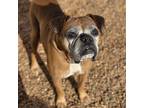 Adopt Grady a Tan/Yellow/Fawn Boxer / Mixed dog in Tulsa, OK (33045959)