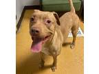 Adopt Mamba a Pit Bull Terrier / Mixed dog in South Salt Lake, UT (36478323)