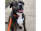 Adopt Ruger a Brindle American Pit Bull Terrier / Boxer / Mixed dog in Dallas