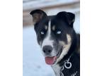 Adopt Katie a Black - with Tan, Yellow or Fawn Husky / Mixed dog in