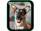 Adopt Raine - Smart and Busy Gal a Tan/Yellow/Fawn - with Black German Shepherd