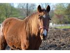 Adopt Giada a Rocky Mountain Horse