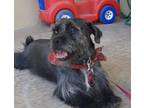 Adopt GUAPO a Black - with White Shih Tzu / Schnauzer (Miniature) dog in