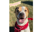 Adopt Pepper a Brown/Chocolate American Pit Bull Terrier / Mixed dog in