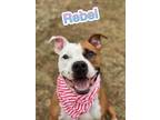 Adopt Rebel (Stitch) a Brown/Chocolate American Hairless Terrier / Mixed dog in