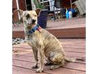 Adopt Solomon a Brown/Chocolate Catahoula Leopard Dog / Mixed dog in Fort Worth