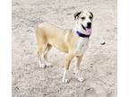 Adopt Sandy a Tan/Yellow/Fawn - with White Great Dane / Beagle / Mixed dog in