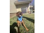 Adopt Gomez a Beagle / Blue Heeler dog in Dickson, TN (36485798)