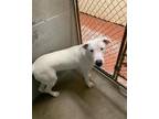 Adopt Odin a White Hound (Unknown Type) / Bull Terrier / Mixed dog in Pauls