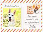 Adopt Indigo a White - with Gray or Silver German Shepherd Dog / Husky / Mixed