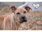Adopt Sherry a Tan/Yellow/Fawn - with Black Shar Pei / Mixed dog in Lee's