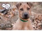 Adopt Stewie a Tan/Yellow/Fawn - with Black Shar Pei / Mixed dog in Lee's