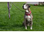 Adopt Jewels a Brindle - with White Boxer / Mixed dog in Welland, ON (36484270)