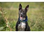 Adopt Coco a Black - with White Whippet / Bull Terrier / Mixed dog in Welland