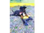 Adopt Jack a Black - with White Mastiff / Mixed dog in Welland, ON (36484138)