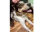 Adopt Crocket a Merle Catahoula Leopard Dog / Great Pyrenees / Mixed dog in