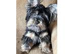 Adopt Chase a Yorkshire Terrier