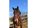 Adopt Melt With You (companion/pasture pet- FREE) a Standardbred