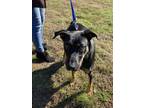 Adopt Brandy a Black Rottweiler / Mixed dog in Shelby, NC (36501417)
