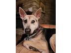 Adopt Dez a Tan/Yellow/Fawn Shepherd (Unknown Type) / Saluki dog in Toronto