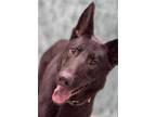 Adopt TOBLERONE a Black German Shepherd Dog / Mixed dog in Tracy, CA (36500594)