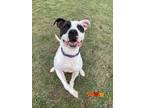 Adopt DOTTIE a White - with Black American Pit Bull Terrier / Mixed dog in
