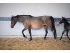 Adopt Julietta a Buckskin Pony - Other / Mixed horse in Louisville