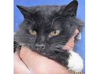 Adopt Pumpkin a Black (Mostly) Maine Coon (short coat) cat in Frederick