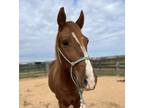Adopt Doolittle a Paso Fino / Mixed horse in Houston, TX (36497294)