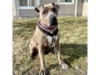 Adopt OPHELIA a Brindle American Pit Bull Terrier / Mixed dog in Methuen