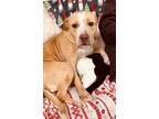 Adopt Donut a Pit Bull Terrier