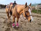 AQHA Gelding - Finished Ranch/Head Horse