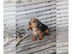 Shiranian PUPPY FOR SALE ADN-499721 - Litter of Shiranian Puppies