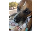 Adopt Egypt a Tricolor (Tan/Brown & Black & White) Boxer / Mixed dog in Tucson