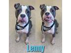 Adopt LENNY a Gray/Silver/Salt & Pepper - with White American Pit Bull Terrier /