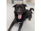 Adopt LARRY a Black Border Collie / Mixed dog in Silver Springs, NV (36508380)