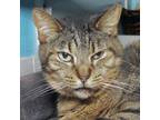 Adopt Carla center a Brown Tabby American Shorthair / Mixed (short coat) cat in