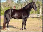 Available on [url removed] - Tennessee Walking Horse - Trail, Rail