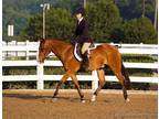 Free riding opportunity: Talented, sweet, experienced hunter