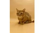 Adopt Apollo a Orange or Red Domestic Shorthair / Domestic Shorthair / Mixed cat