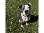 Adopt Walter a White - with Tan, Yellow or Fawn American Staffordshire Terrier /