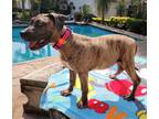 Adopt Juliet a Brown/Chocolate American Staffordshire Terrier / Mixed dog in