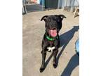 Adopt Dallas a Black Labrador Retriever / Mixed dog in Queenstown, MD (36506874)
