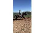 Adopt Uriah a Quarterhorse / Mixed horse in Houston, TX (36504904)