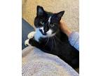 Adopt Katy Purry a All Black Domestic Shorthair / Domestic Shorthair / Mixed cat