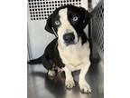 Adopt 51521815 a Black Corgi / Mixed dog in Fort Worth, TX (36503500)